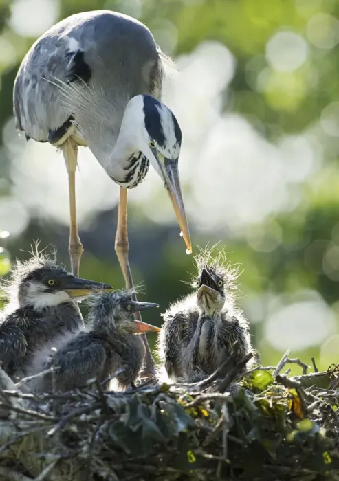 Framed Print : Last drop. Heron feeding their young.Little chicks are not able to eat the whole fish