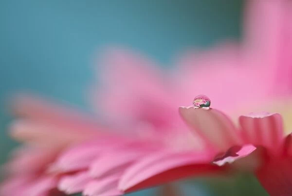 Droplet on daisy. Macro of tiny droplet on vibrant pink daisy petal