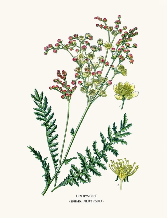 Framed Print : Dropwort. Photo of an original Fine Lithograph Framed Print : Dropwort. Photo of an original Fine Lithograph