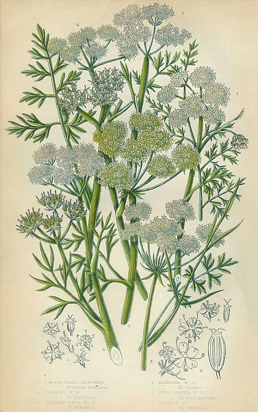 Dropwort, Parsley, Hemlock, Victorian Botanical Illustration