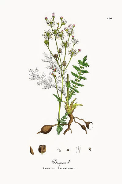 Dropwort, Spiraea Filipendula, Victorian Botanical Illustration, 1863