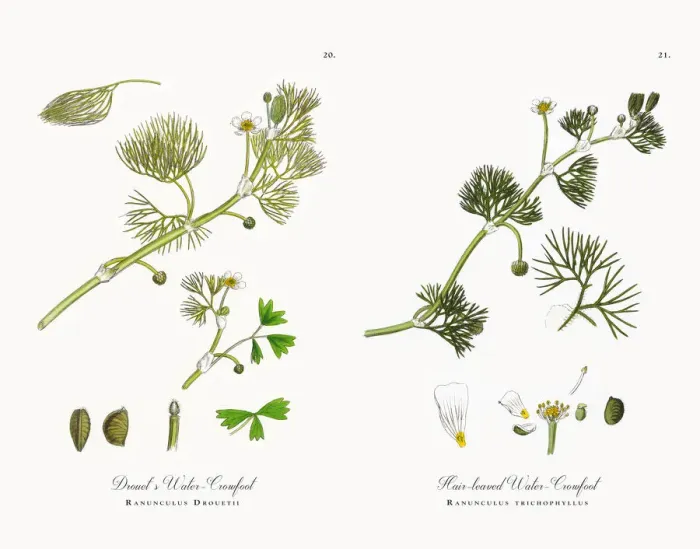 Framed Print : Drouetas Water Crowfoot, Ranunculus Drouetii, Victorian Botanical Illustration, 1863 Framed Print : Drouetas Water Crowfoot, Ranunculus Drouetii, Victorian Botanical Illustration, 1863