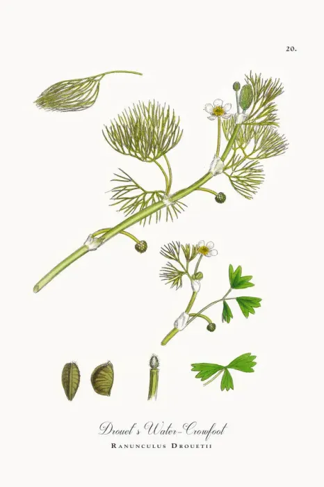 Framed Print : Drouetas Water Crowfoot, Ranunculus Drouetii, Victorian Botanical Illustration, 1863 Framed Print : Drouetas Water Crowfoot, Ranunculus Drouetii, Victorian Botanical Illustration, 1863