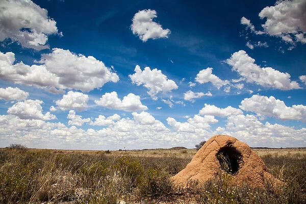 The dry and arid landscape in the Northern Cape is covered in anthills which have