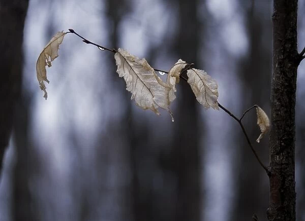 Dry beech leaves on a wet branch