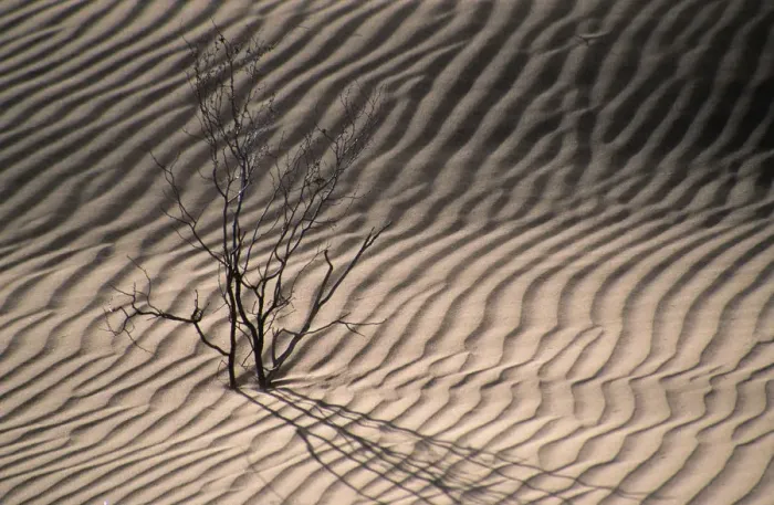 Framed Print : Dry Bush Casting a Shadow on the Rippled Desert Sand