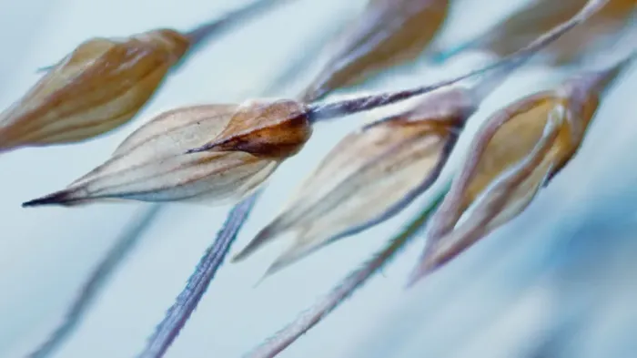 Framed Print : Dry grass seeds Framed Print : Dry grass seeds