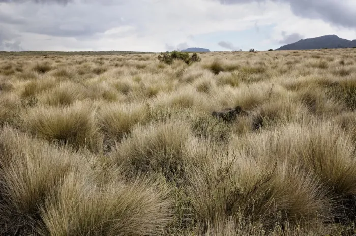 Framed Print : Dry grass on Shira Plateau, Kilimanjaro National Park, Lemosho trail Framed Print : Dry grass on Shira Plateau, Kilimanjaro National Park, Lemosho trail