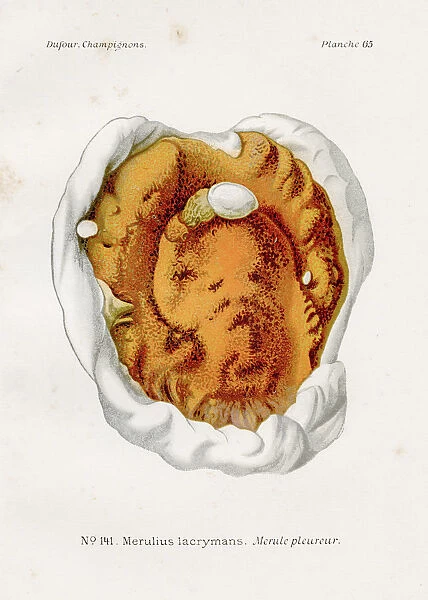 Dry root mushroom 1891