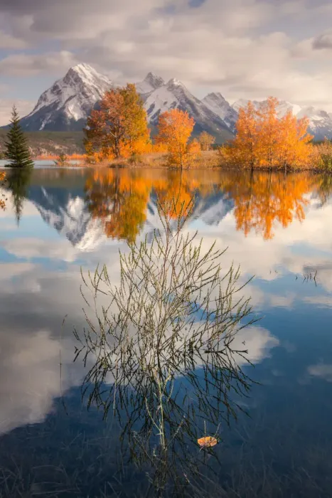 Framed Print : dry tree in Abraham lake Framed Print : dry tree in Abraham lake