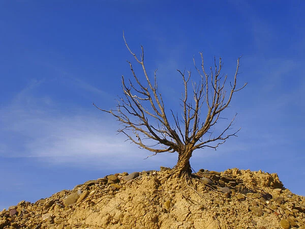 Dry tree in Bardenas Reales, Navarre, Spain, Europe