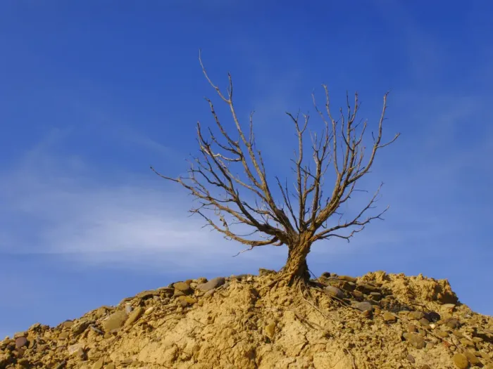 Framed Print : Dry tree in Bardenas Reales, Navarre, Spain, Europe Framed Print : Dry tree in Bardenas Reales, Navarre, Spain, Europe