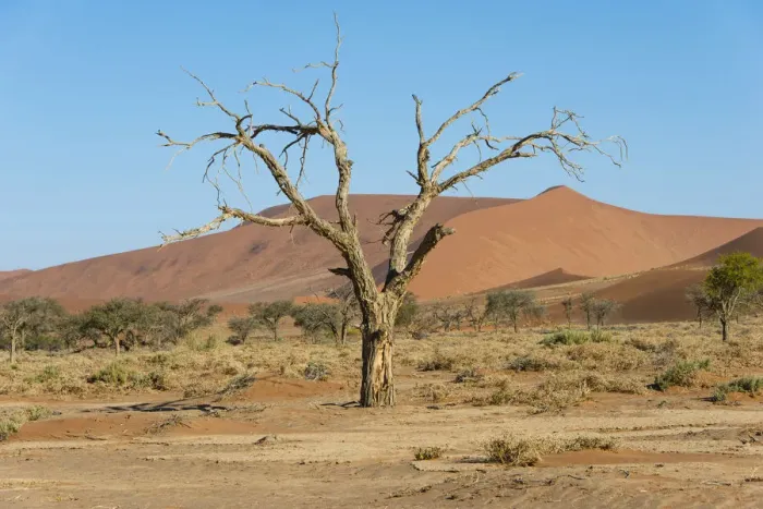 Framed Print : Dry tree in the dunes, Sossusvlei, Namib Naukluft Park, Namibia Framed Print : Dry tree in the dunes, Sossusvlei, Namib Naukluft Park, Namibia