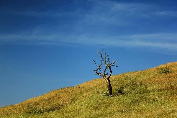 A dry tree in a landscape