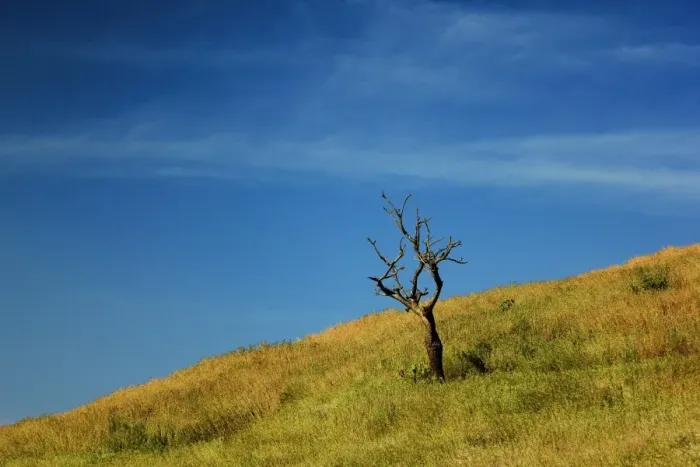 Framed Print : A dry tree in a landscape Framed Print : A dry tree in a landscape