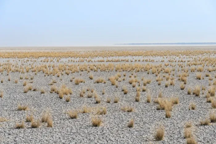 Framed Print : Dry tufts of grass at the edge of the Etosha Pan, salt pan, Etosha National Park, Namibia Framed Print : Dry tufts of grass at the edge of the Etosha Pan, salt pan, Etosha National Park, Namibia