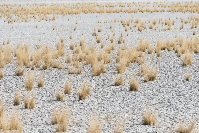 Framed Print : Dry tufts of grass at the edge of the Etosha Pan, salt pan, Etosha National Park, Namibia Framed Print : Dry tufts of grass at the edge of the Etosha Pan, salt pan, Etosha National Park, Namibia