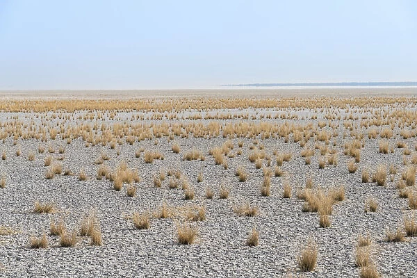 Dry tufts of grass at the edge of the Etosha Pan, salt pan, Etosha National Park, Namibia