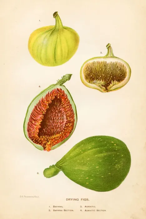 Framed Print : Drying figs illustration 1892 Framed Print : Drying figs illustration 1892