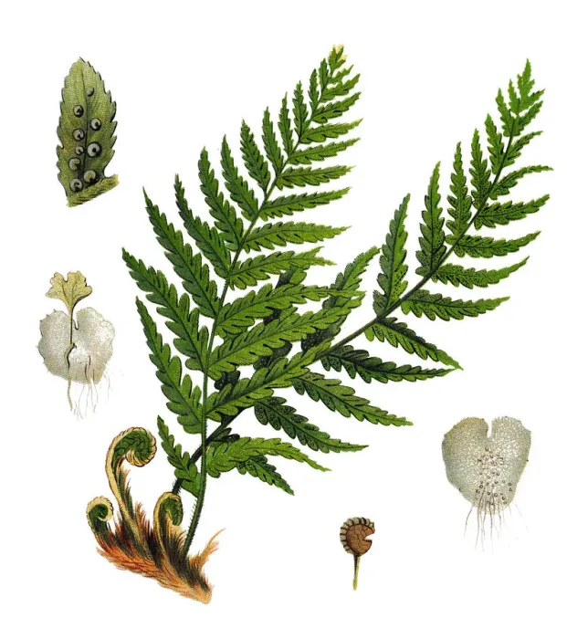 Framed Print : Dryopteris filix-mas, the male fern Framed Print : Dryopteris filix-mas, the male fern