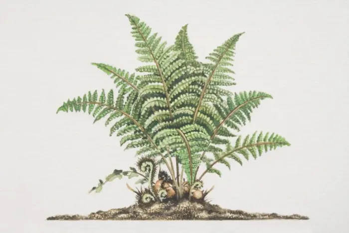 Framed Print : Dryopteris filix-mas, Male Fern growing in soil Framed Print : Dryopteris filix-mas, Male Fern growing in soil