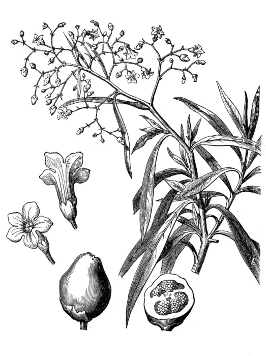Framed Print : Duboisia myoporoides, or Corkwood Framed Print : Duboisia myoporoides, or Corkwood