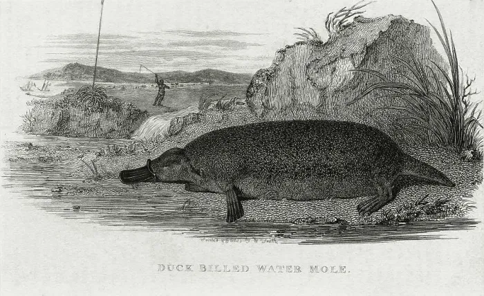 Framed Print : Duck Billed Water Mole (Platypus) Framed Print : Duck Billed Water Mole (Platypus)