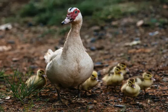 Framed Print : Duck with a brood of ducklings in Vinales valley, Cuba