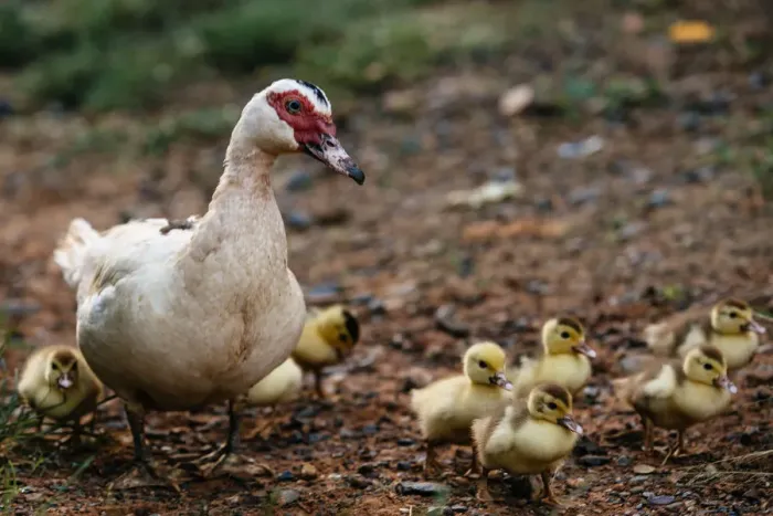 Framed Print : Duck with a brood of ducklings in Vinales valley, Cuba Framed Print : Duck with a brood of ducklings in Vinales valley, Cuba