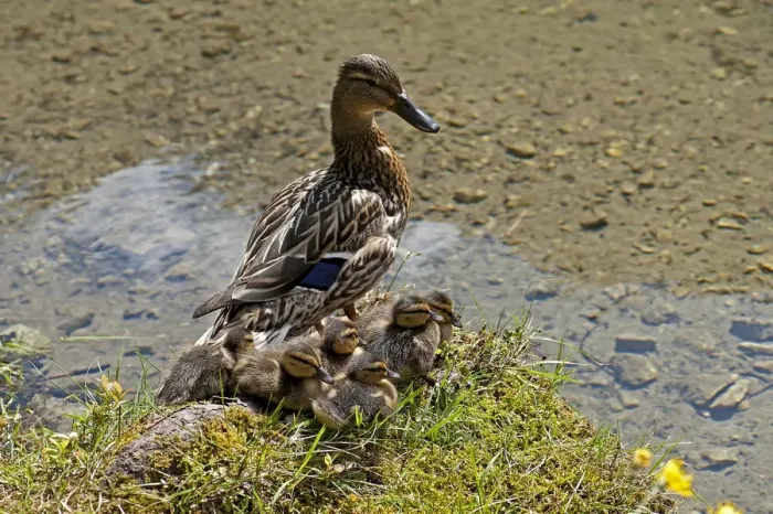 Framed Print : Duck with ducklings at Gruner See or Green Lake, Tragoss, Styria, Austria