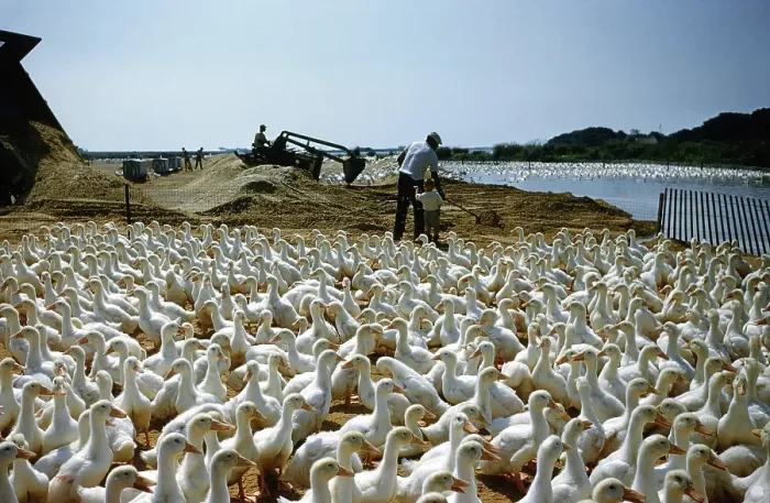Framed Print : Duck Farm. UNITED STATES - JULY 1958: A view as a farmer Framed Print : Duck Farm. UNITED STATES - JULY 1958: A view as a farmer