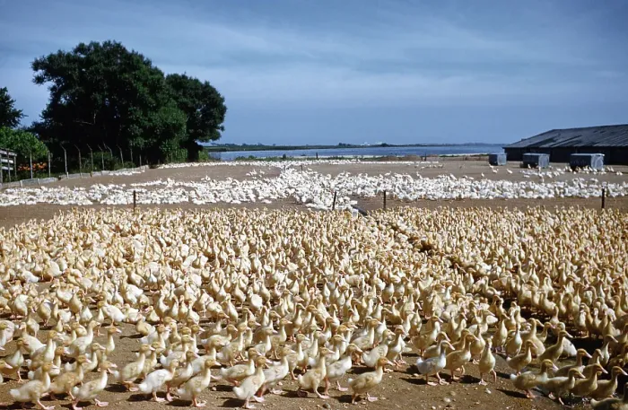 Framed Print : Duck Farm. UNITED STATES - JULY 1958: A view of White Pekin Ducks Framed Print : Duck Farm. UNITED STATES - JULY 1958: A view of White Pekin Ducks