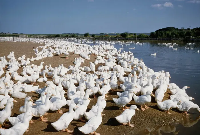 Framed Print : Duck Farm. UNITED STATES - JULY 1958: A view of White Pekin Ducks in a Framed Print : Duck Farm. UNITED STATES - JULY 1958: A view of White Pekin Ducks in a