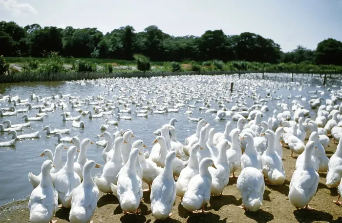 Framed Print : Duck Farm. UNITED STATES - JULY 1958: A view of White Pekin Ducks in a Framed Print : Duck Farm. UNITED STATES - JULY 1958: A view of White Pekin Ducks in a