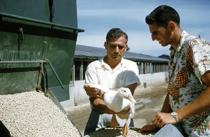 Framed Print : Duck Farm. UNITED STATES - JULY 1958: A view as a farmer inspects a White Framed Print : Duck Farm. UNITED STATES - JULY 1958: A view as a farmer inspects a White