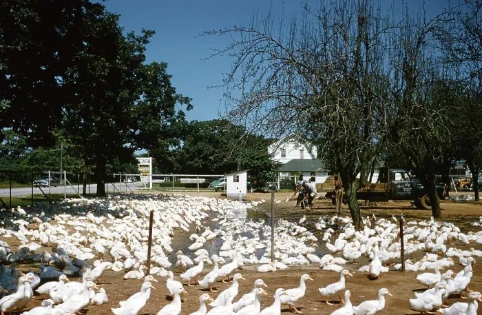 Framed Print : Duck Farm. UNITED STATES - JULY 1958: A view of the White Pekin Ducks fenced Framed Print : Duck Farm. UNITED STATES - JULY 1958: A view of the White Pekin Ducks fenced
