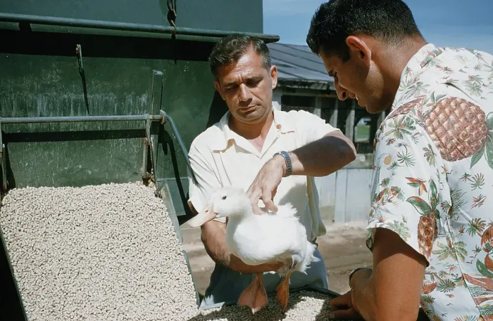 Framed Print : Duck Farm. UNITED STATES - JULY 1958: A view as a farmer inspects a White Framed Print : Duck Farm. UNITED STATES - JULY 1958: A view as a farmer inspects a White