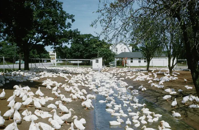 Framed Print : Duck Farm. UNITED STATES - JULY 1958: A view of White Pekin Ducks in a Framed Print : Duck Farm. UNITED STATES - JULY 1958: A view of White Pekin Ducks in a