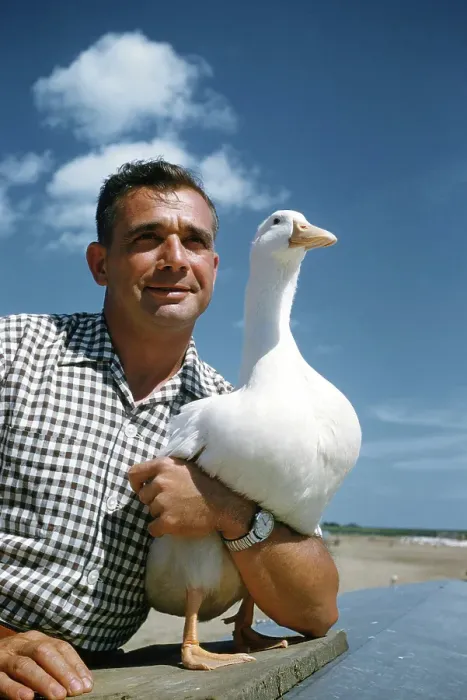 Framed Print : Duck Farm. UNITED STATES - JULY 1958: A view as a farmer poses with a White Framed Print : Duck Farm. UNITED STATES - JULY 1958: A view as a farmer poses with a White