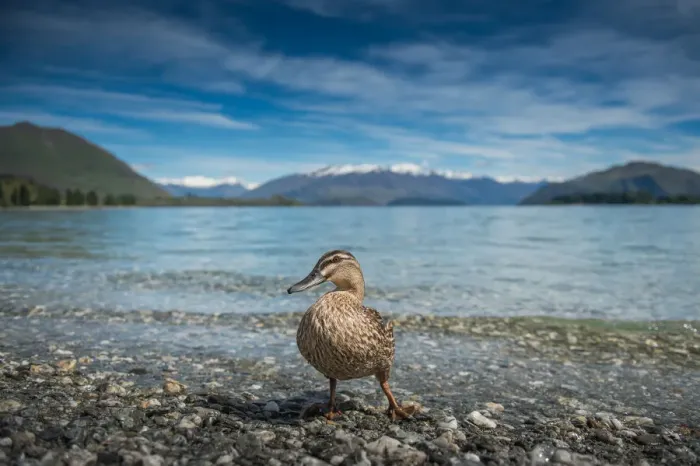 Framed Print : a duck standing at the edge of Wanaka lake Framed Print : a duck standing at the edge of Wanaka lake