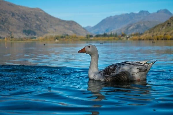 A Duck Swims on Lake Hayes
