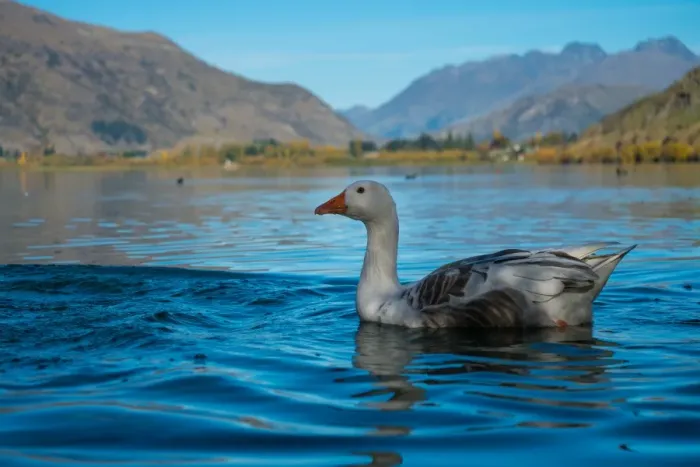 Framed Print : A Duck Swims on Lake Hayes