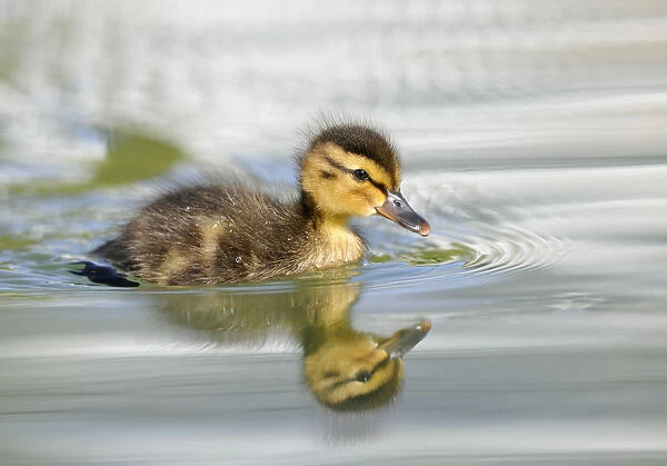 Duckling, Mallard Duck -Anas plathyrhynchos-, reflection