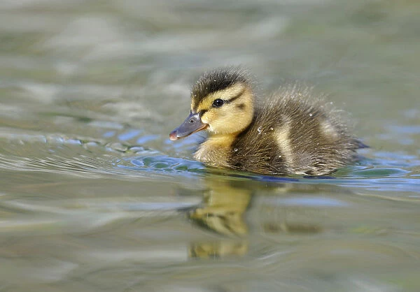 Ducklings, Mallard Duck -Anas plathyrhynchos-