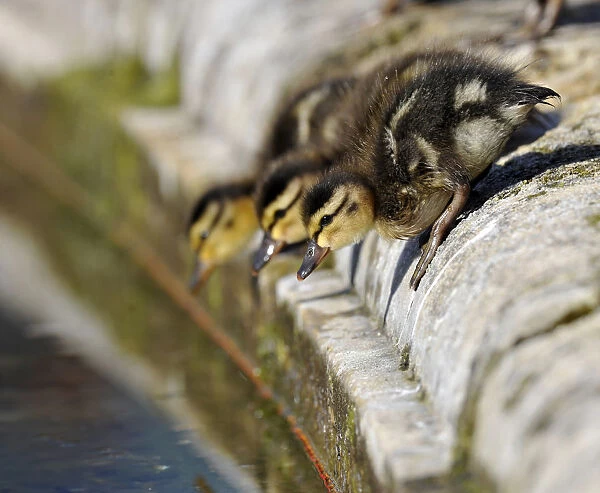 Ducklings, Mallard Duck -Anas plathyrhynchos- about to leap into the water