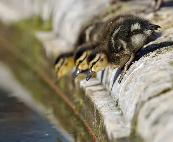 Framed Print : Ducklings, Mallard Duck -Anas plathyrhynchos- about to leap into the water Framed Print : Ducklings, Mallard Duck -Anas plathyrhynchos- about to leap into the water