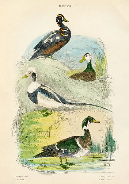 Ducks bird engraving 1893