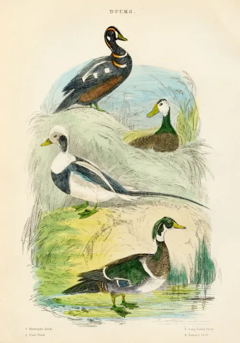 Framed Print : Ducks bird engraving 1893 Framed Print : Ducks bird engraving 1893