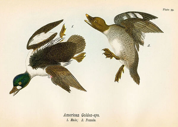Ducks bird lithograph 1890