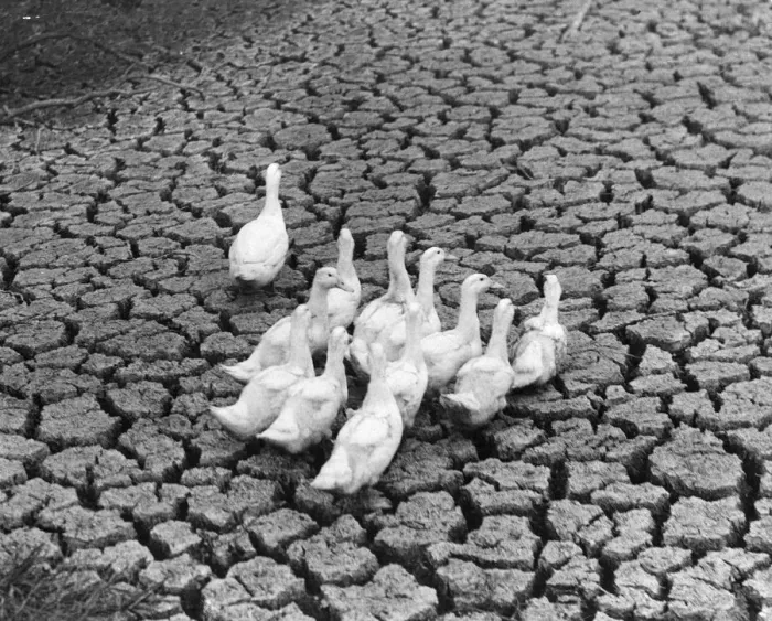 Framed Print : Ducks In A Drought Framed Print : Ducks In A Drought